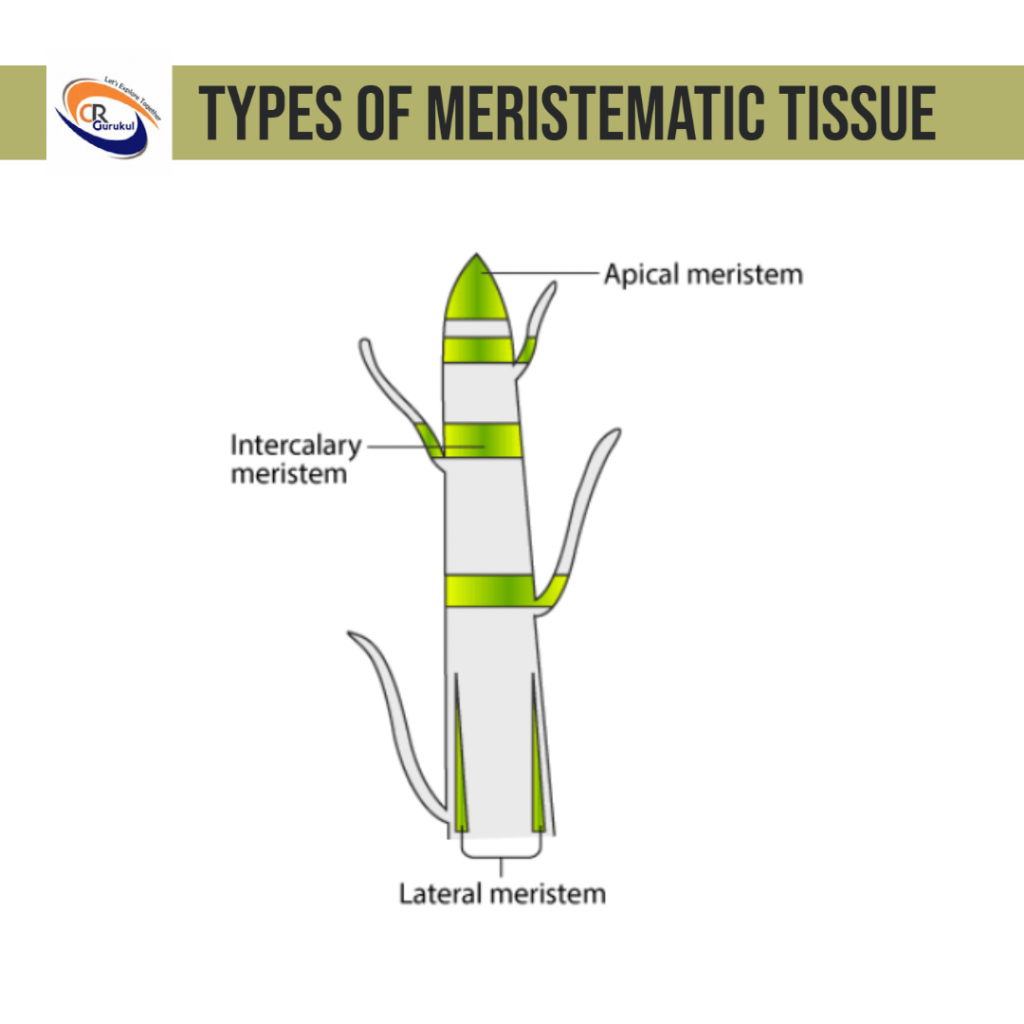 Types of meristematic tissues Class 9 Biology notes for Chapter 6