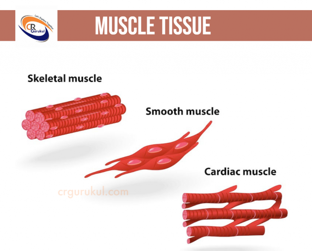 Types of Muscle Tissue CR Gurukul Class 9