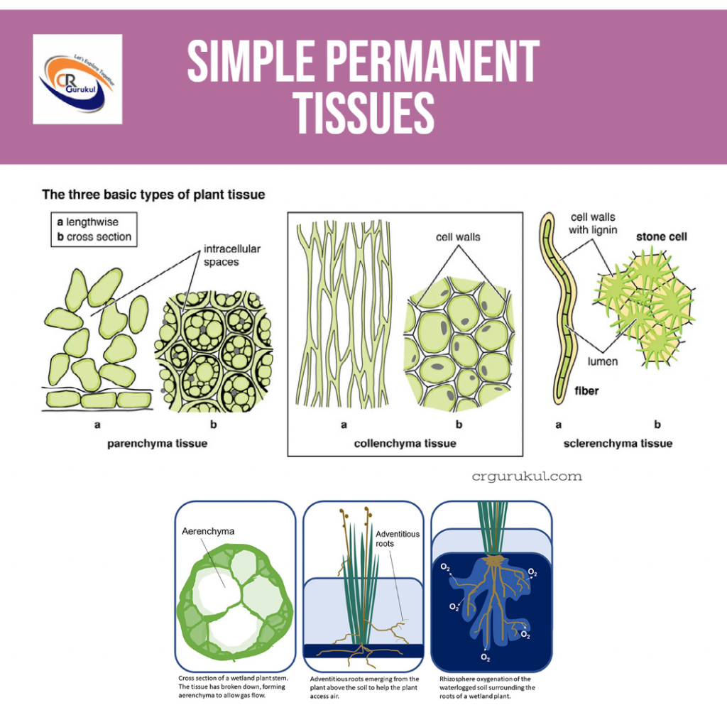 Types of Simple Permanent tissues class 9 biology notes and diagrams (CR Gurukul)