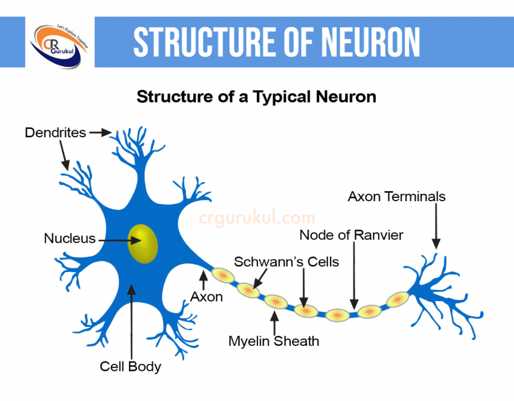 Structure of Neuron CR Gurukul 