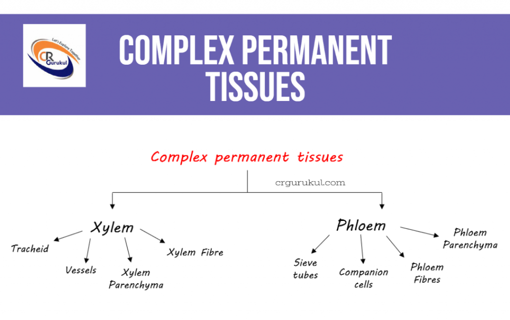 Types of complex permanent tissues diagram (CR Gurukul) 